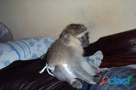 Capuchine monkeys