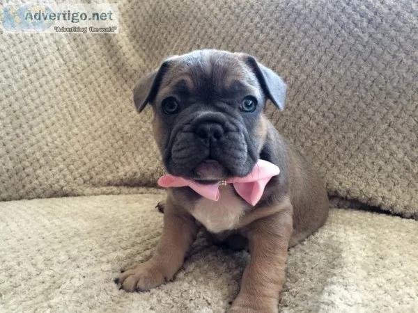 Pets for sale