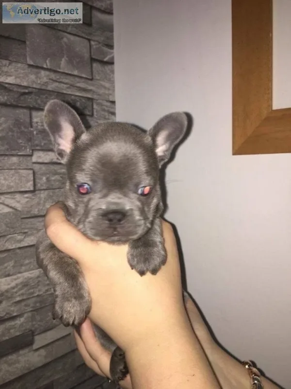 Super cute french bulldog puppies plz only serious replies. Call