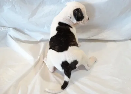 American bulldog ahnnngs