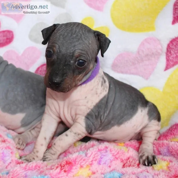 Quality american hairless terrier puppie
