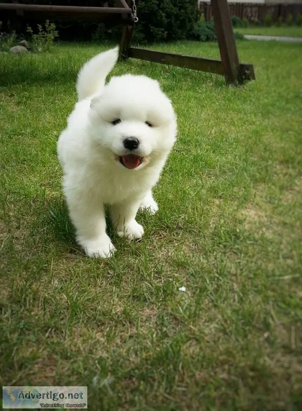 Sweet samoyed puppies for sale