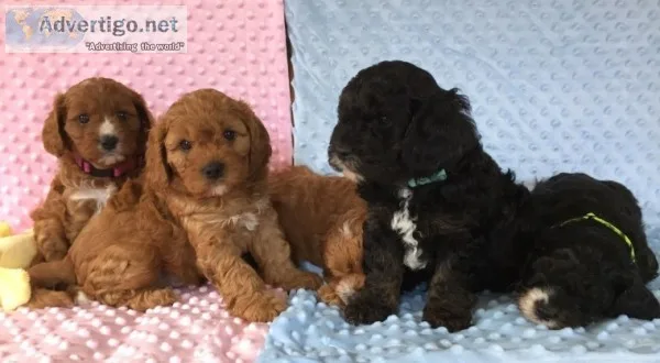 Cavapoo puppies for sale