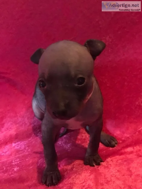 Quality american hairless terrier puppie