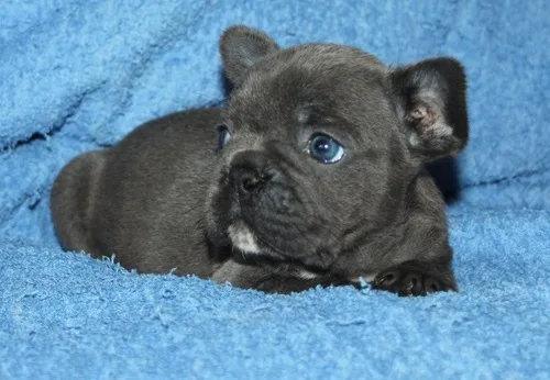 Blue males french bulldog puppies