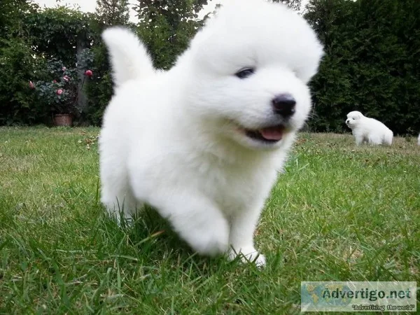 Sweet samoyed puppies for sale