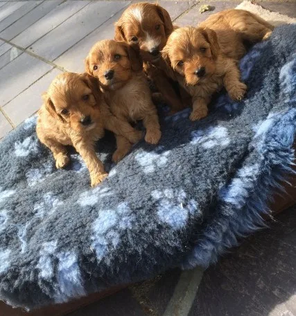Cavapoo puppies for sale