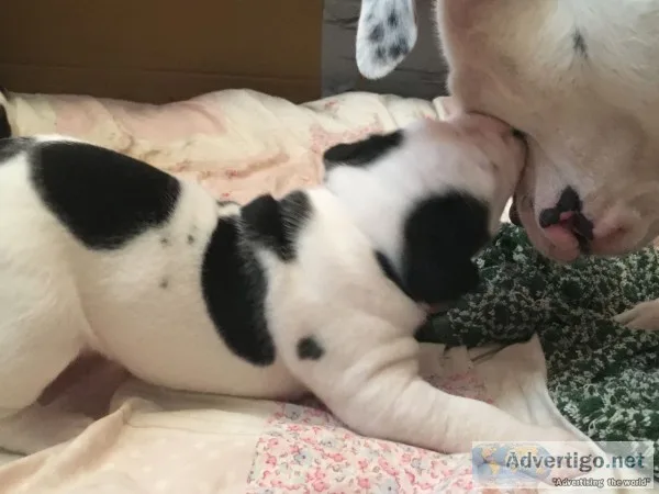 American bulldog ahsssggs