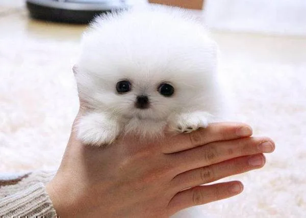  adorable pedigree pomeranian puppies r