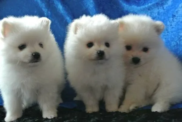  adorable pedigree pomeranian puppies