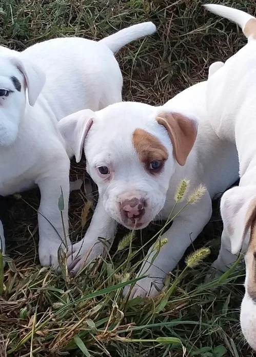 American bulldog ahhhdgggs