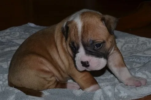 American bulldog ssssgggs