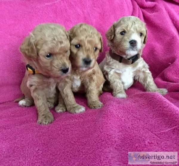 Cavapoo puppies for sale