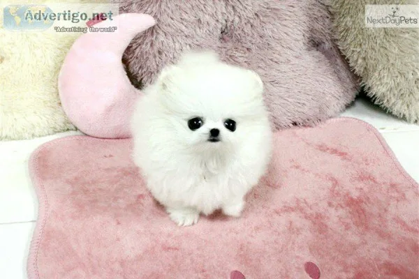   affectionate teacup pomeranian availa