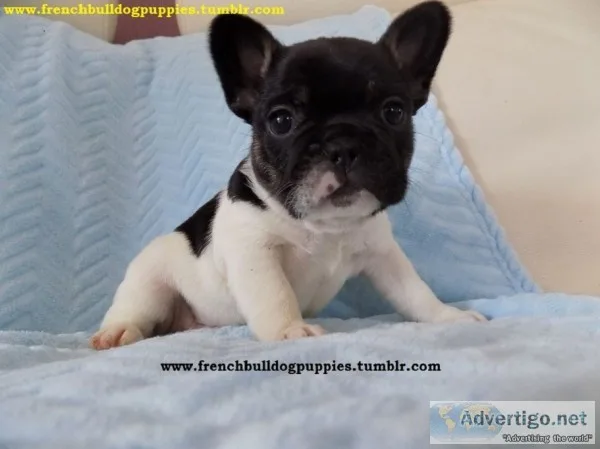 Sunny frenches bulldog puppies
