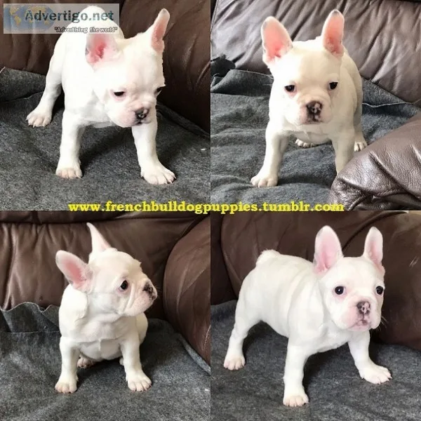 Smith french bulldog puppies