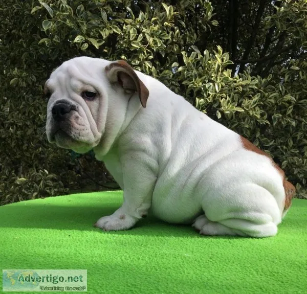 English bulldog puppies