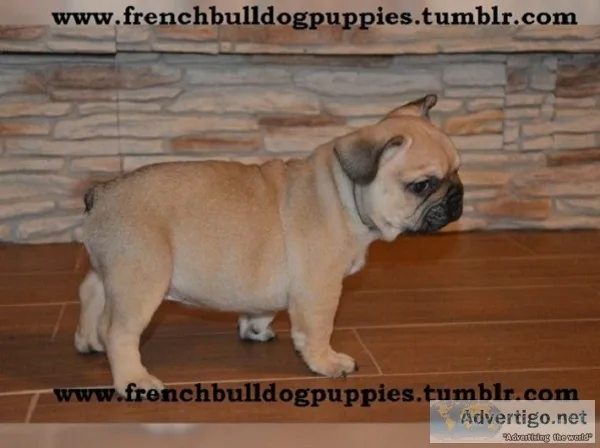 Mini frenchies bulldog puppies