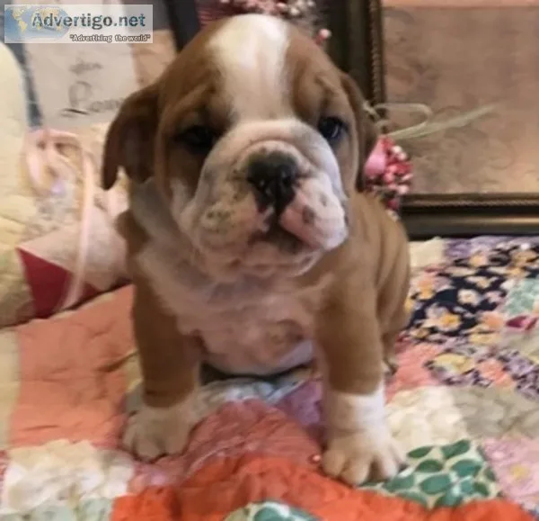 12 weeks old english bulldog puppy