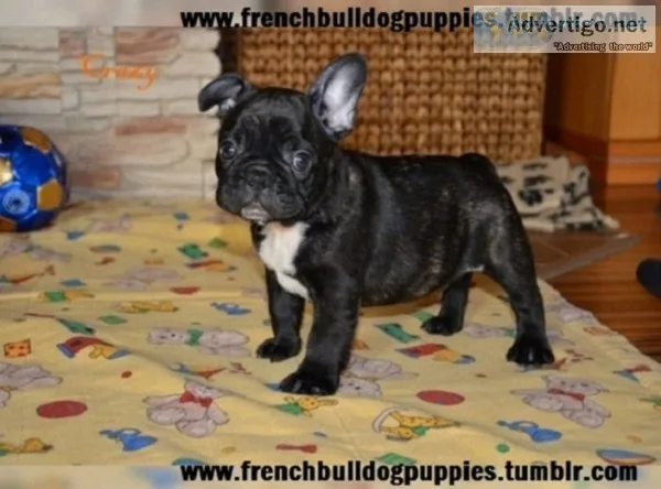 , ,  french bulldog puppies puppies