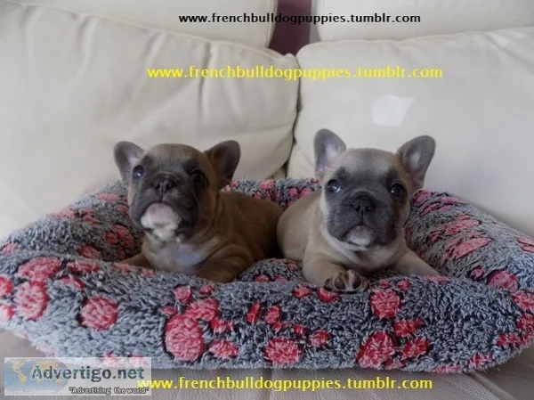 Egs french bulldog puppies
