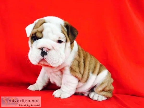 Well trained french bulldog puppies