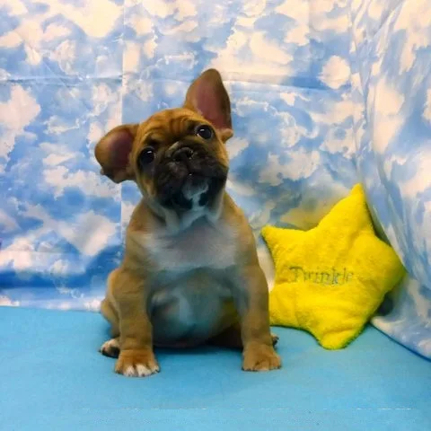 English bulldogs for rehoming