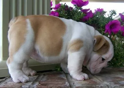  gorgeous english bulldog puppies availa