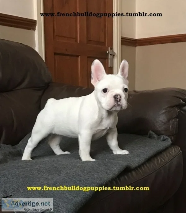 Chunky fresh frenchies puppies