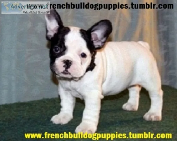 Akc clean french bulldog pup??
