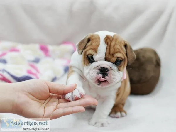 Quality registered bulldog puppies