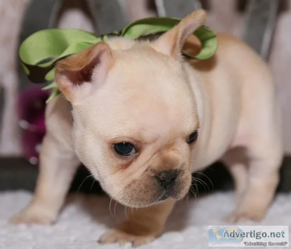 Akc registered french bulldog puppies