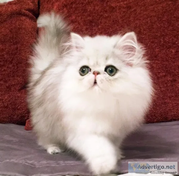 Silver persian kittens