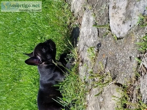 Adorable outstanding french bulldog