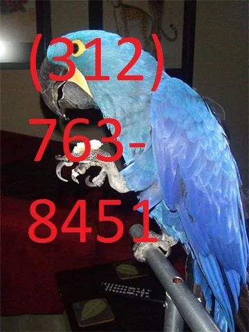 A bonded pair of hyacinth macaw