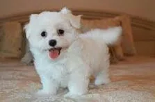 Maltese puppies ready for sale
