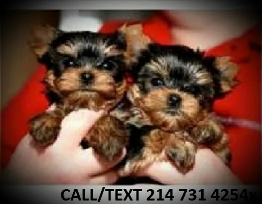 Teacup yorkie puppies for sale