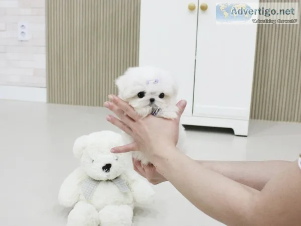 *male and female maltese pups av