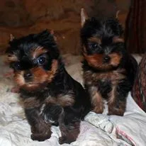 Tiny teacup yorkie female (720) 642-3261