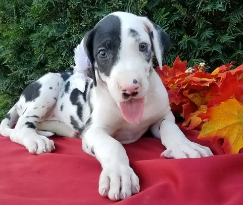 This beauty great dane