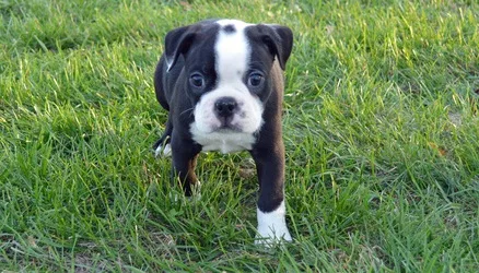 Handsome boston terrier
