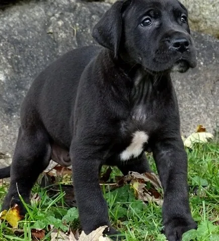 This beauty great dane