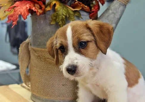 Jack russell terrier perfect home pet