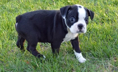 Handsome boston terrier