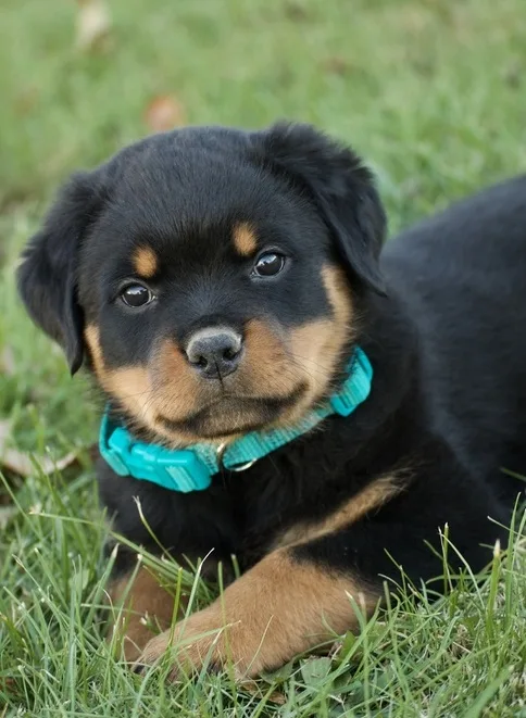 This gorgeous female rottweiler pupp