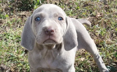Beautiful silver gray little girl weimar