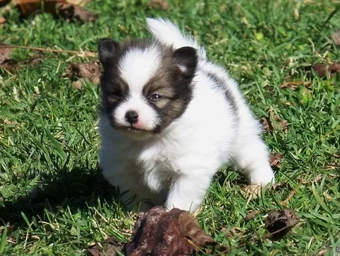 Pomeranian puppies