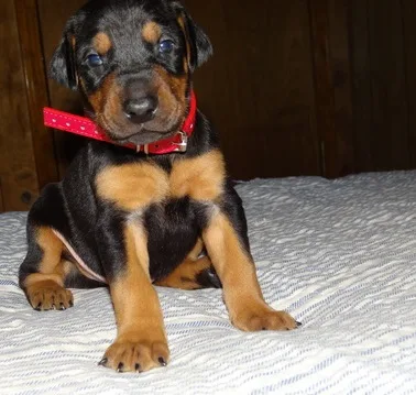 Doberman pinscher puppy