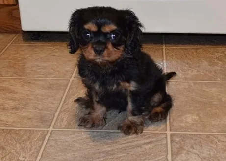 Playful, loving , cavalier male/female