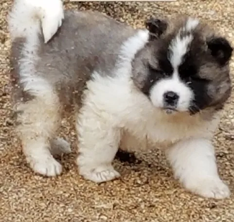  high quality akita